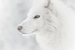 What's New: Polar Collection