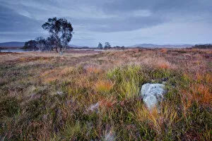 Images Dated 9th October 2012: The area of Rannoch Moor, a Site of Special Scientific Interest, Highlands, Scotland