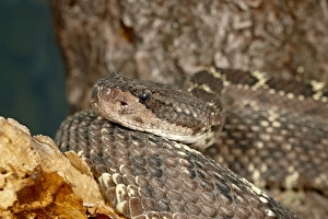 Arizona black rattlesnake (Crotalus cerberus) in captivity, Arizona Sonora Desert Museum Arizona black rattlesnake (Crotalus cerberus) in captivity, Arizona Sonora Desert Museum