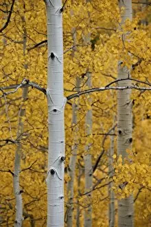 Images Dated 26th September 2012: Aspen trunks among yellow leaves, Uncompahgre National Forest, Colorado, United States of America