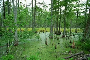 Atchofalaya Swamp in the heart of Cajun Country, near Gibson, Louisiana Atchofalaya Swamp in the heart of Cajun Country, near Gibson, Louisiana