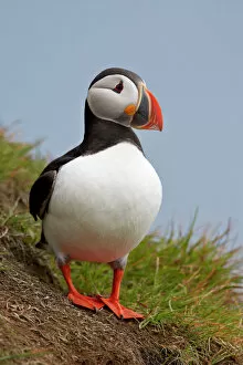Related Images Gallery: Atlantic Puffin (Fratercula arctica), Iceland, Polar Regions
