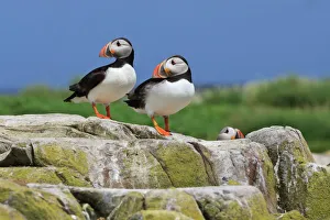 Atlantic puffins (Fratercula arctica) on a rock against a blue sky, Inner Farne Atlantic puffins (Fratercula arctica) on a rock against a blue sky, Inner Farne