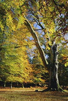 Autumn colours, New Forest, Hampshire, England, UK Autumn colours, New Forest, Hampshire, England, UK