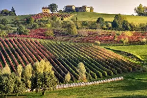 Autumn countryside landscape with a hill full of colored vineyards and a small house on top, Castelvetro di Modena