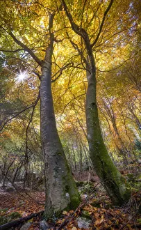 Autumn foliage picture of two towering trees and sunburst between the branches, Lessinia Autumn foliage picture of two towering trees and sunburst between the branches, Lessinia
