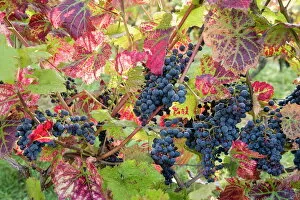 Vine Yard Gallery: Autumn grapes and vines, Denbies vineyard, Dorking, Surrey, England, United Kingdom