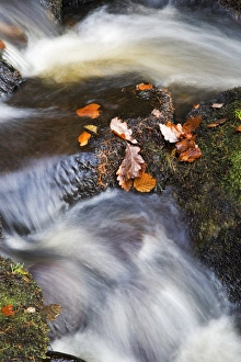 Autumn leaves in Posforth Gill, Bolton Abbey, Yorkshire, England, United Kingdom, Europe Autumn leaves in Posforth Gill, Bolton Abbey, Yorkshire, England, United Kingdom, Europe
