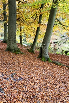 Autumn trees and fallen leaves in Strid Wood, Bolton Abbey, Yorkshire, England Autumn trees and fallen leaves in Strid Wood, Bolton Abbey, Yorkshire, England