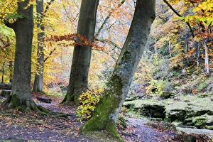 Autumn trees by The Strid in Strid Wood, Bolton Abbey, Yorkshire, England Autumn trees by The Strid in Strid Wood, Bolton Abbey, Yorkshire, England