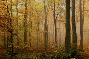 Autumnal forest, Kastel-Staadt, Rhineland-Palatinate (Rheinland-Pfalz), Germany, Europe Autumnal forest, Kastel-Staadt, Rhineland-Palatinate (Rheinland-Pfalz), Germany, Europe