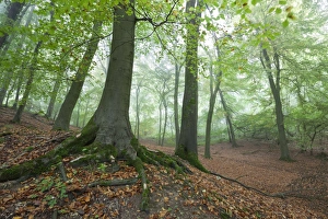 Autumnal woodland in mist, near Winchcombe, Cotswolds, Gloucestershire, England Autumnal woodland in mist, near Winchcombe, Cotswolds, Gloucestershire, England