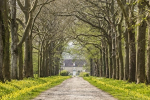 An avenue of trees in the countryside of Vienne, France, Europe An avenue of trees in the countryside of Vienne, France, Europe
