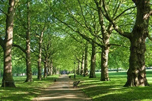 Avenue of trees in Green Park, London, England, United Kingdom, Europe