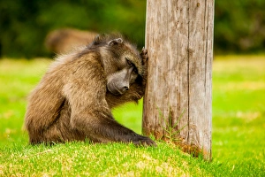 Baboon resting, Johannesburg, South Africa, Africa Baboon resting, Johannesburg, South Africa, Africa