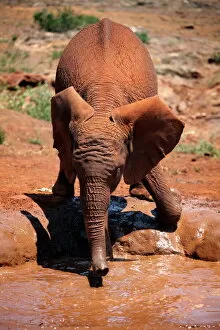 Nairobi Gallery: A baby elephant at the David Sheldrick Wildlife Trust elephant orphanage