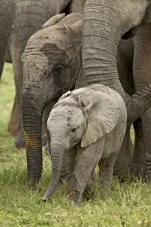 Images Dated 9th November 2006: Baby and young African elephant (Loxodonta africana)