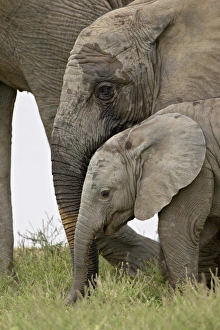 Baby and young African elephant (Loxodonta africana), Addo Elephant National Park Baby and young African elephant (Loxodonta africana), Addo Elephant National Park