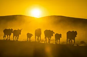 Twyfelfontein Collection: Backlight of cattle on way home at sunset, Twyfelfontein, Damaraland, Namibia, Africa