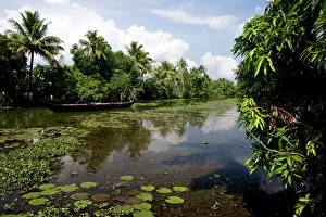 Plants Gallery: Backwaters of Kumarakom, Kottayam, Kerala, India, Asia