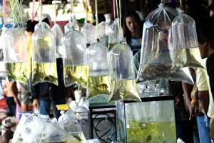 Bags of tropical fish, Chatuchak weekend market, Bangkok, Thailand, Southeast Asia, Asia Bags of tropical fish, Chatuchak weekend market, Bangkok, Thailand, Southeast Asia, Asia