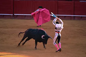The banderillas sticks are placed in the bulls neck, bullfighting, Spain, Europe The banderillas sticks are placed in the bulls neck, bullfighting, Spain, Europe