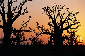 Related Images Gallery: Bandia Forest