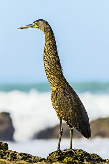 Bare-throated tiger-heron hunting on this south Nicoya Peninsula surf beach, Santa Teresa Bare-throated tiger-heron hunting on this south Nicoya Peninsula surf beach, Santa Teresa