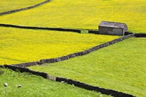 Medium Group Of Animals Gallery: Barn and dry stone walls in buttercup meadows at Gunnerside, Swaledale, Yorkshire Dales, Yorkshire