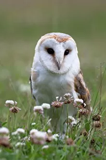 Meadow Gallery: Barn owl (Tyto alba), in summer meadow, captive, United Kingdom, Europe