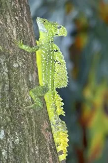 Basiliscus Plumifrons Gallery: Basilisk lizard (Basiliscus plumifrons) climbing up tree, Costa Rica, Central America