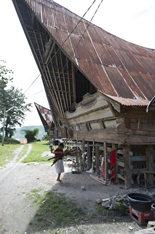 Batak woman carrying skeins of yarn to the looms under her traditional Batak house, Buhit Batak woman carrying skeins of yarn to the looms under her traditional Batak house, Buhit