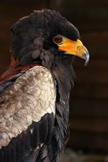 Bateleur Gallery: Bateleur (Terathopius ecaudatus) is a medium-sized eagle in the bird family Accipitridae