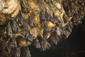 Images Dated 8th March 2012: Bats on roof of cave chamber inside Purah Goa Lawah, Hindu Bat Temple cave, eastern Bali