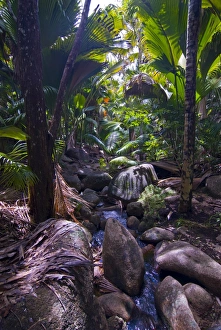 Beautiful rocks in the jungle of Valle de Mai, UNESCO World Heritage Site Beautiful rocks in the jungle of Valle de Mai, UNESCO World Heritage Site