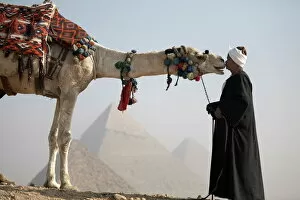 Giza Collection: A Bedouin guide with his camel, overlooking the Pyramids of Giza, UNESCO World Heritage Site