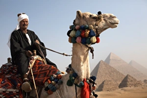 A Bedouin guide with his camel, overlooking the Pyramids of Giza, Cairo A Bedouin guide with his camel, overlooking the Pyramids of Giza, Cairo