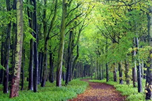 Northumberland Collection: Beech woodland in spring with path snaking between the trees, Alnwick Garden, Alnwick