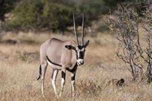 Beisa oryx (Oryx gazella beisa), Kalama Conservancy, Samburu, Kenya, East Africa, Africa Beisa oryx (Oryx gazella beisa), Kalama Conservancy, Samburu, Kenya, East Africa, Africa