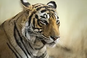 Ranthambhore National Park Gallery: Bengal tiger, Ranthambhore National Park, Rajasthan, India, Asia