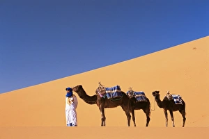 Searching Gallery: Berber camel leader with three camels in Erg Chebbi sand dunes