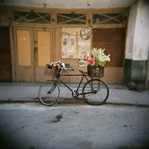 Bicycle with flowers in basket, Havana Centro, Havana, Cuba, West Indies, Central America