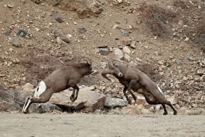 Two bighorn sheep (Ovis canadensis) rams butting heads during the rut, Clear Creek County, Colorado
