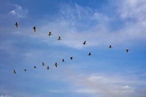 Related Images Collection: Birds flying over the Saloum river delta in Senegal, West Africa, Africa