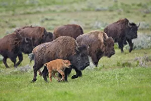 Bison (Bison bison) cow and calf running in the rain, Yellowstone National Park, Wyoming