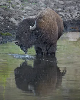 Bison (Bison bison) drinking from a pond, Custer State Park, South Dakota Bison (Bison bison) drinking from a pond, Custer State Park, South Dakota