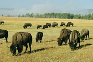 Graze Gallery: Bison grazing in Yellowstone National Park
