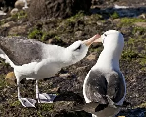 Black-browed albatross (Thalassarche melanophrys) adult bonding behaviour, the Neck, Saunders Island, Falkland Islands