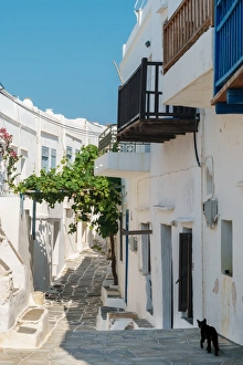 Black cat wandering down an alleyway through traditional white Greek houses Black cat wandering down an alleyway through traditional white Greek houses