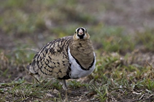 Black-faced sandgrouse (Pterocles decoratus), male, Ngorongoro Conservation Area Black-faced sandgrouse (Pterocles decoratus), male, Ngorongoro Conservation Area